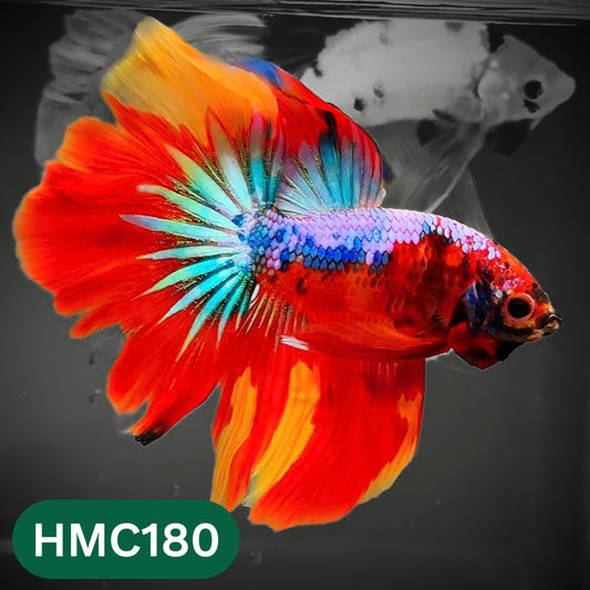 Multicolor Halfmoon Male Betta Fish | Order Directly From Farm | You Pick Fish