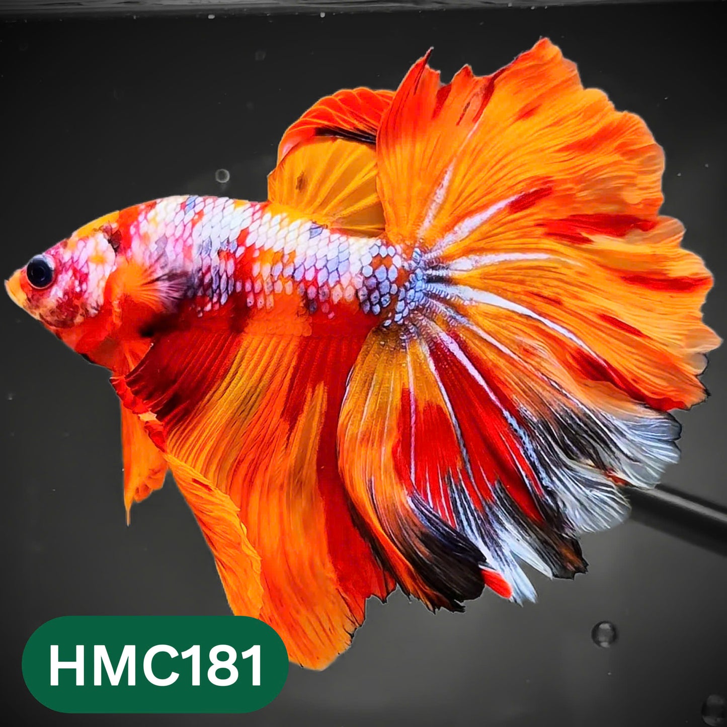 Multicolor Halfmoon Male Betta Fish | Order Directly From Farm | You Pick Fish