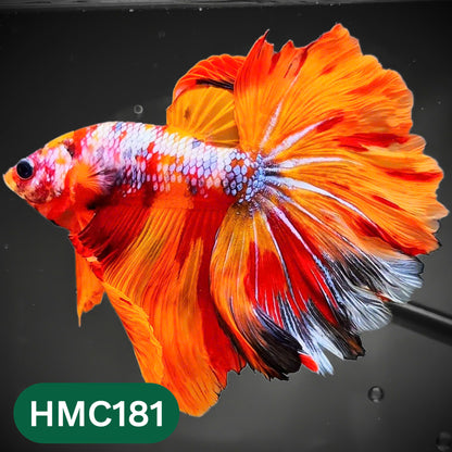 Multicolor Halfmoon Male Betta Fish | Order Directly From Farm | You Pick Fish