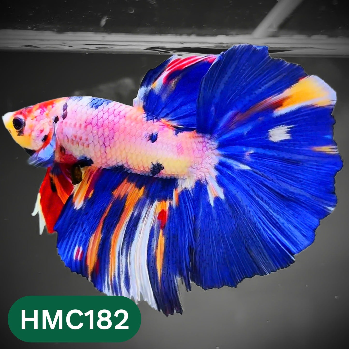 Multicolor Halfmoon Male Betta Fish | Order Directly From Farm | You Pick Fish