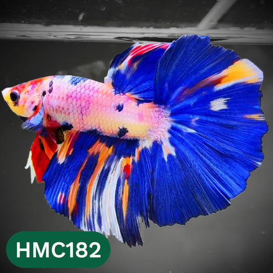 Multicolor Halfmoon Male Betta Fish | Order Directly From Farm | You Pick Fish