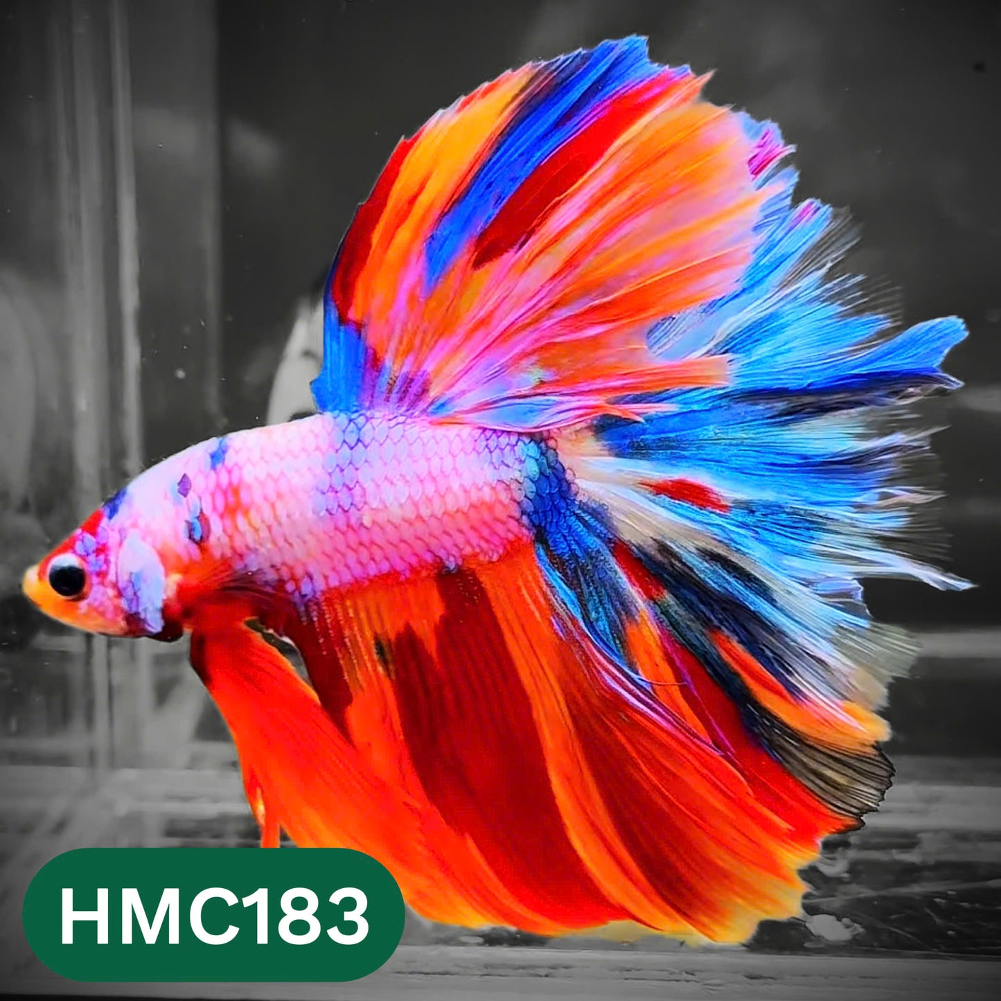 Multicolor Halfmoon Male Betta Fish | Order Directly From Farm | You Pick Fish