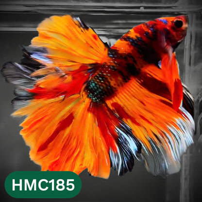 Multicolor Halfmoon Male Betta Fish | Order Directly From Farm | You Pick Fish