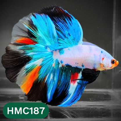 Multicolor Halfmoon Male Betta Fish | Order Directly From Farm | You Pick Fish