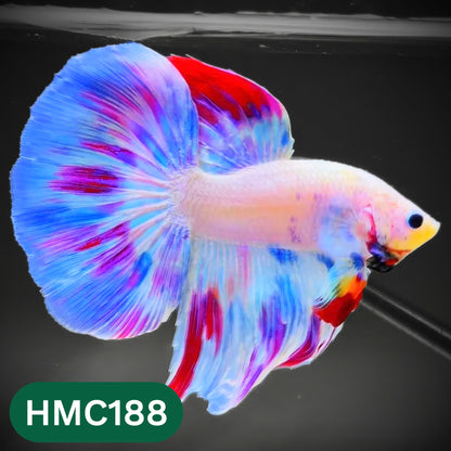 Multicolor Halfmoon Male Betta Fish | Order Directly From Farm | You Pick Fish