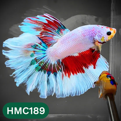 Multicolor Halfmoon Male Betta Fish | Order Directly From Farm | You Pick Fish