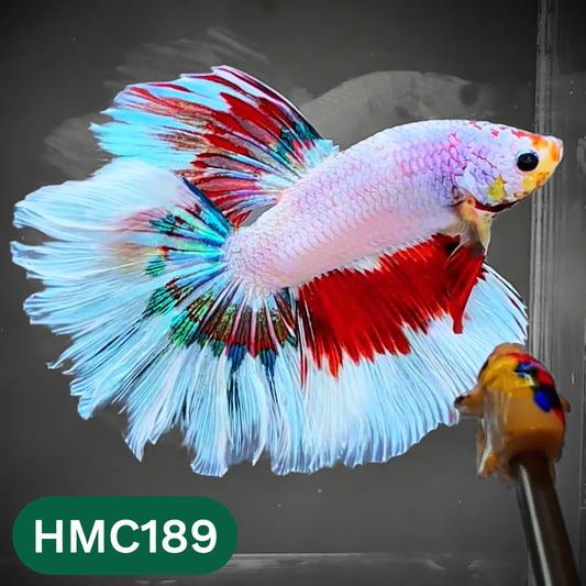 Multicolor Halfmoon Male Betta Fish | Order Directly From Farm | You Pick Fish