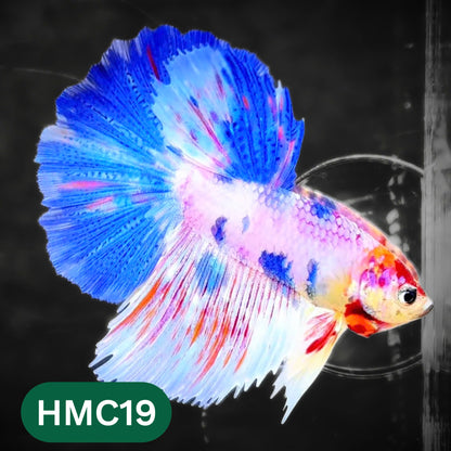Multicolor Halfmoon Male Betta Fish | High Grade | Order Directly From Farm |  You Pick Fish |