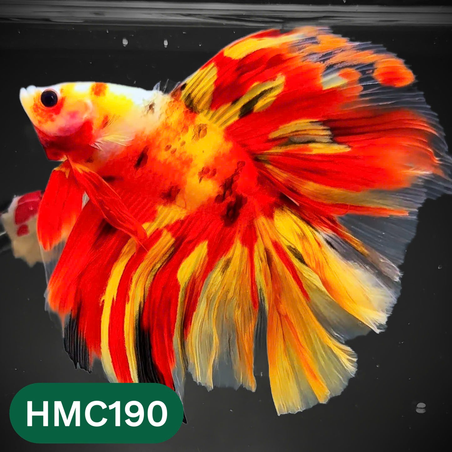 Multicolor Halfmoon Male Betta Fish | Order Directly From Farm | You Pick Fish