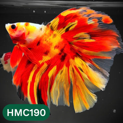 Multicolor Halfmoon Male Betta Fish | Order Directly From Farm | You Pick Fish