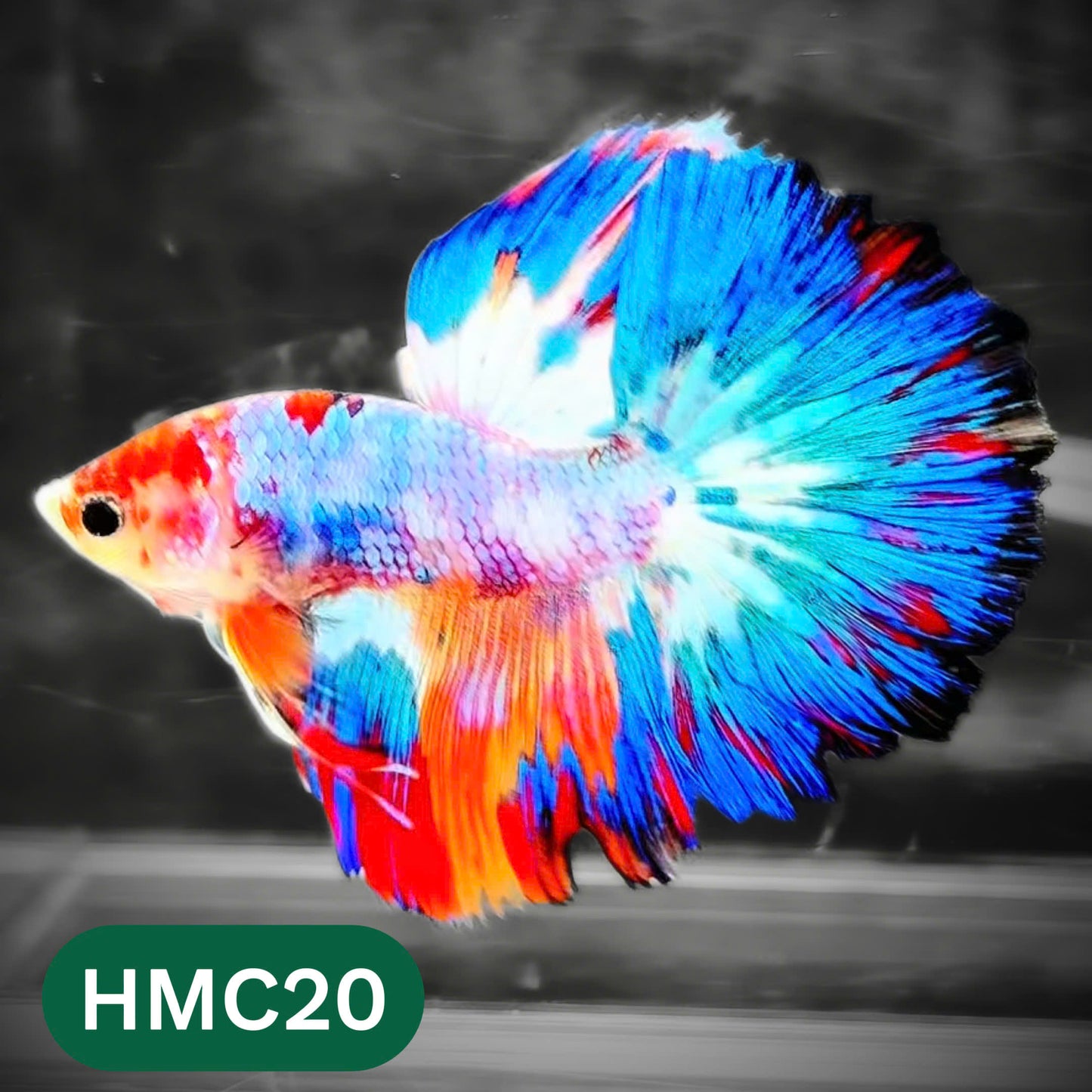 Multicolor Halfmoon Male Betta Fish | High Grade | Order Directly From Farm |  You Pick Fish |