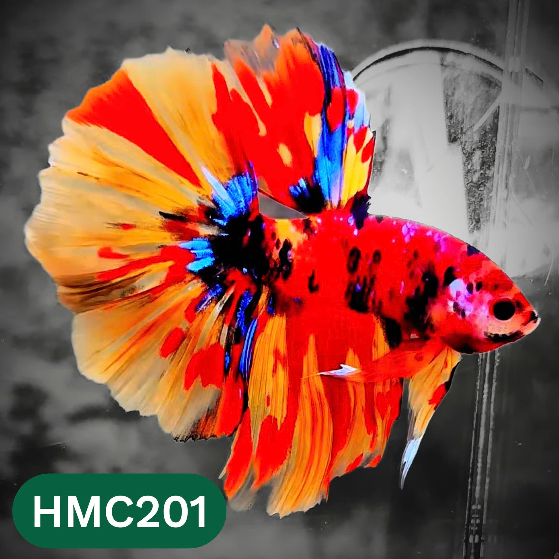 Multicolor Halfmoon Male Betta Fish | Order Directly From Farm | You Pick Fish