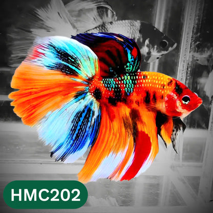Multicolor Halfmoon Male Betta Fish | Order Directly From Farm | You Pick Fish