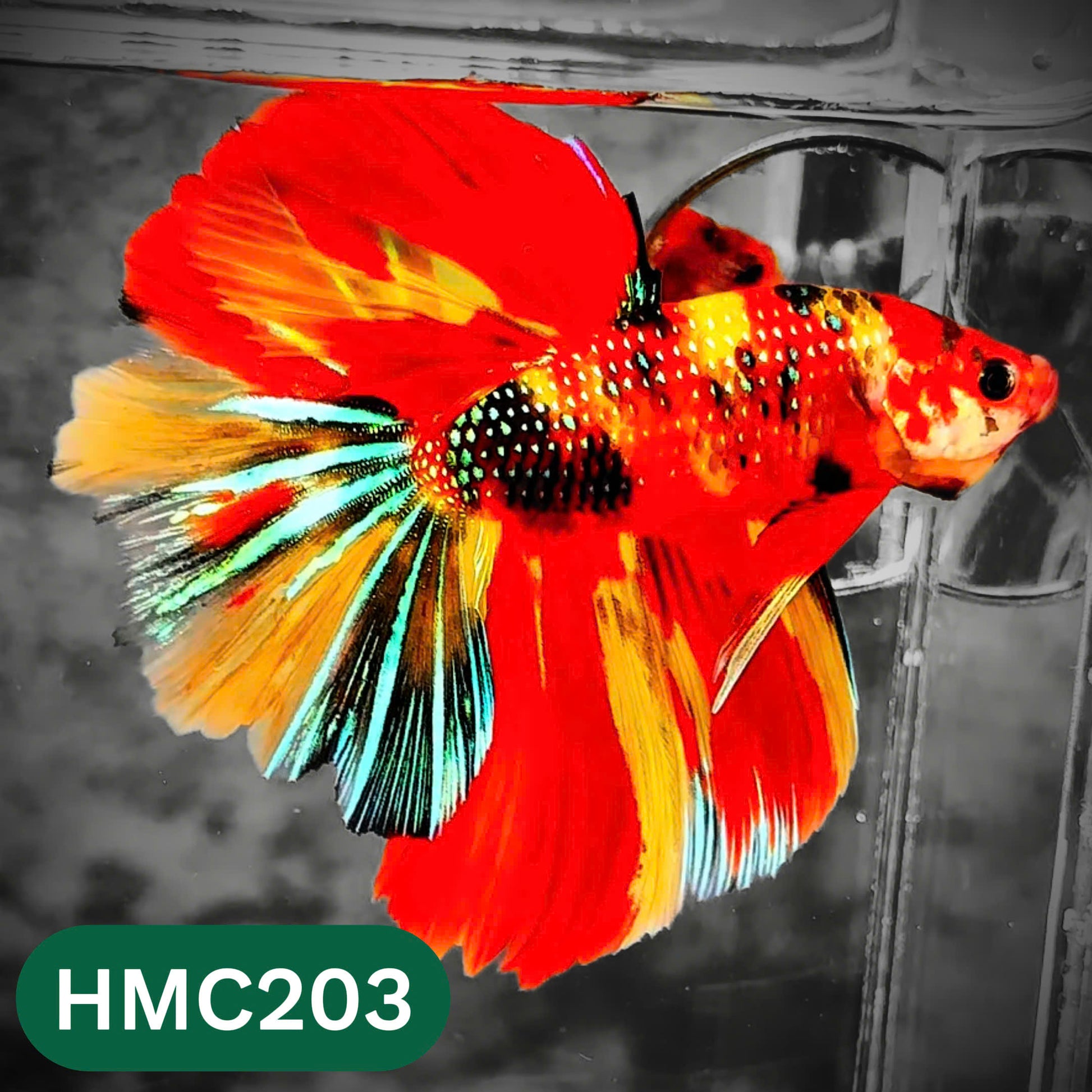 Multicolor Halfmoon Male Betta Fish | Order Directly From Farm | You Pick Fish