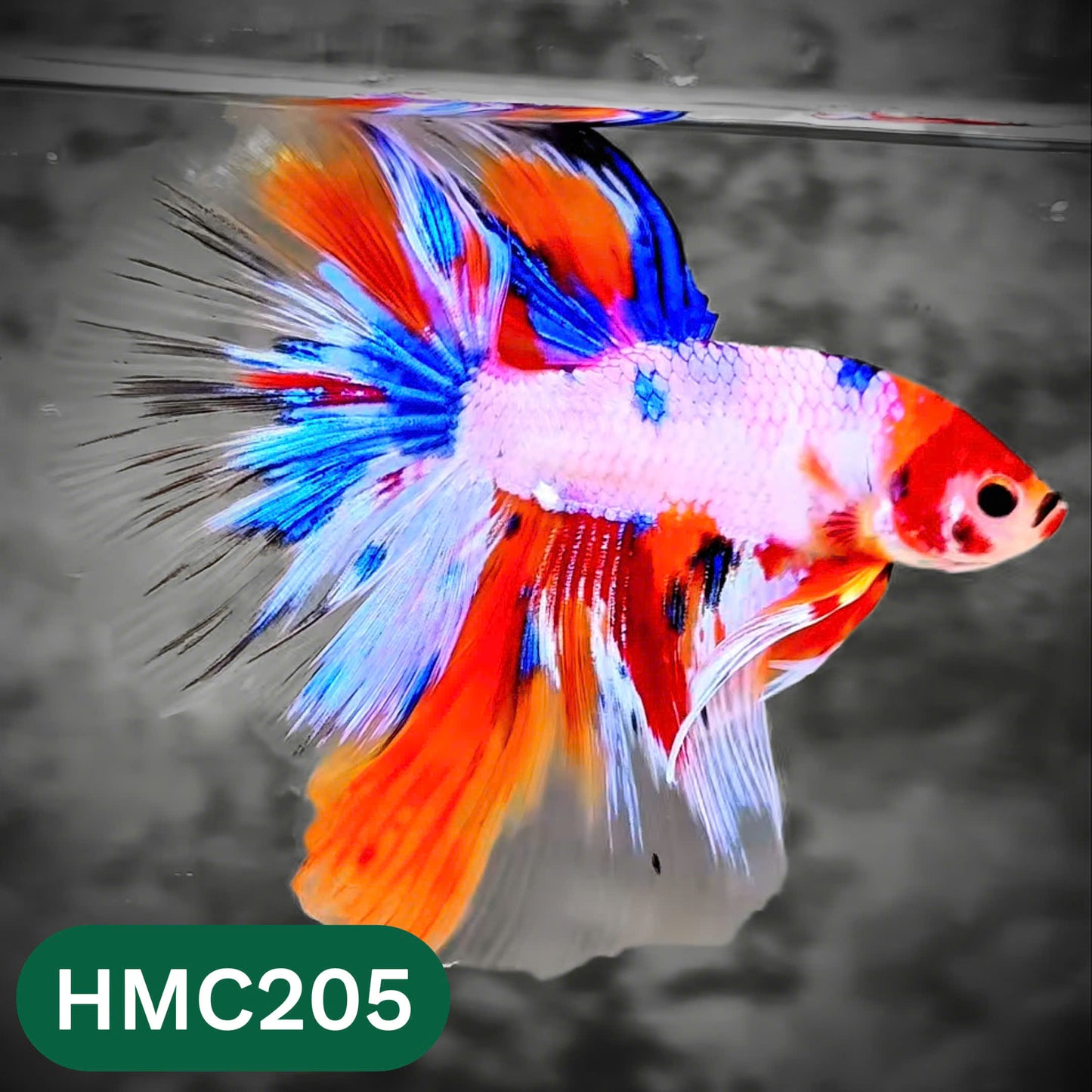 Multicolor Halfmoon Male Betta Fish | Order Directly From Farm | You Pick Fish