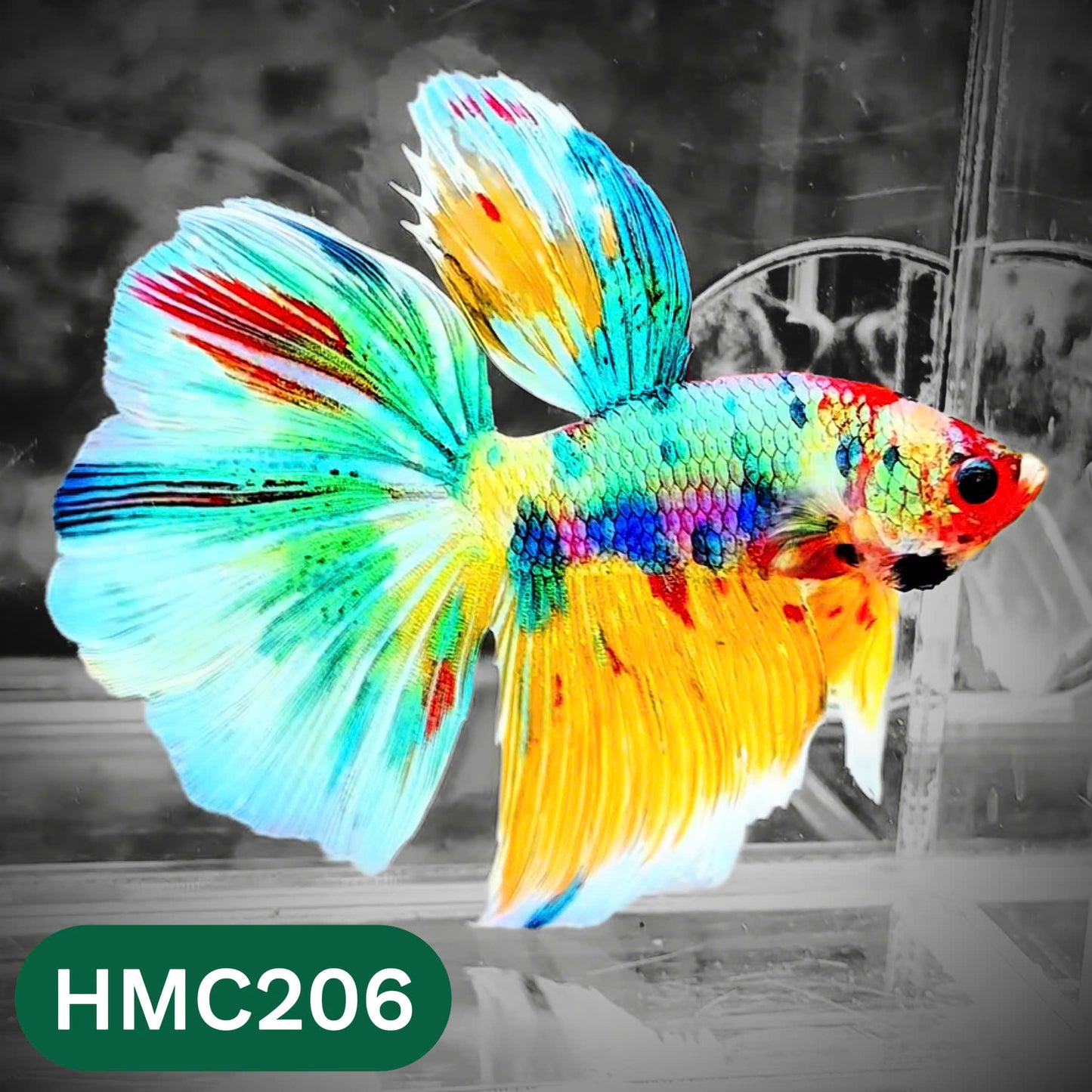 Multicolor Halfmoon Male Betta Fish | Order Directly From Farm | You Pick Fish