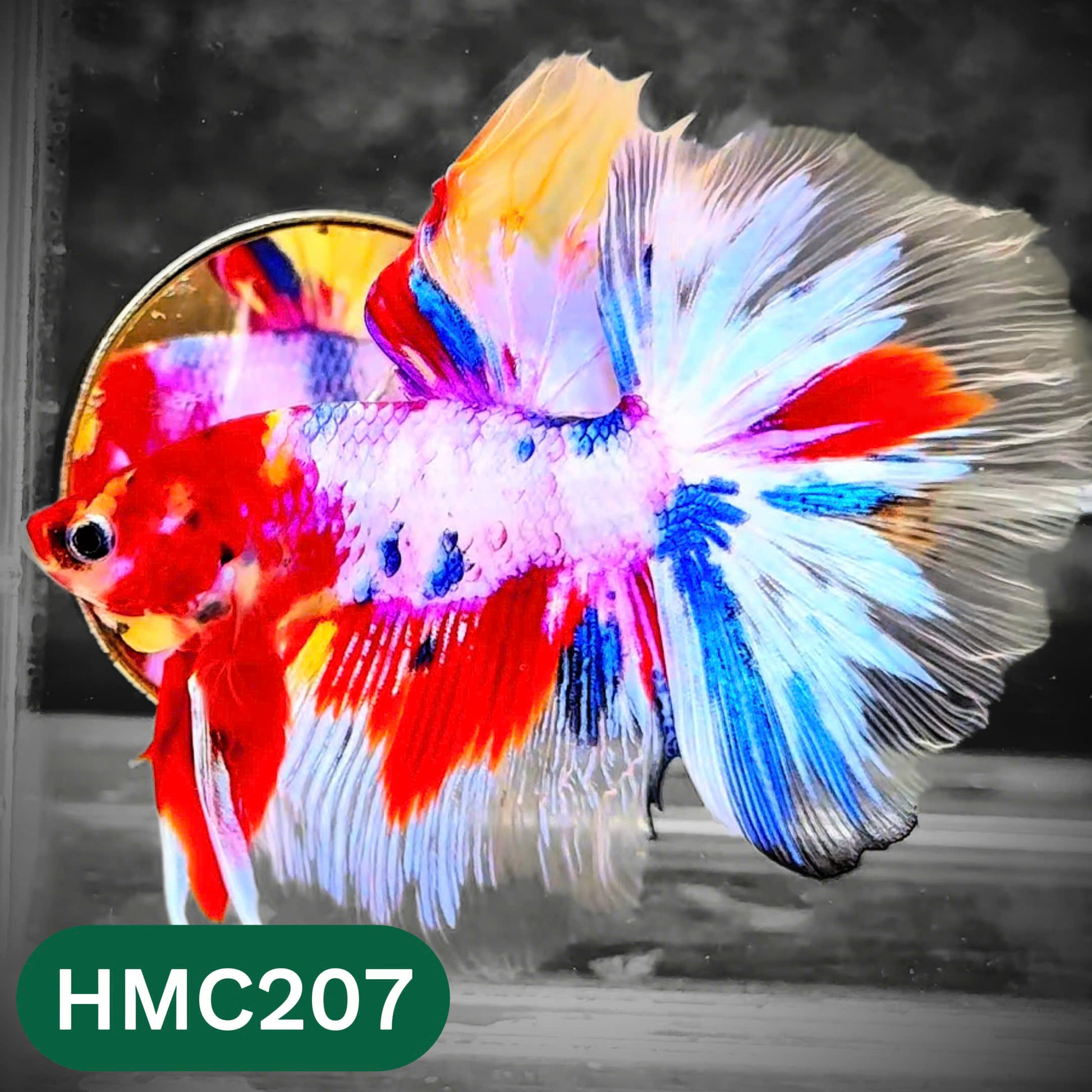 Multicolor Halfmoon Male Betta Fish | Order Directly From Farm | You Pick Fish