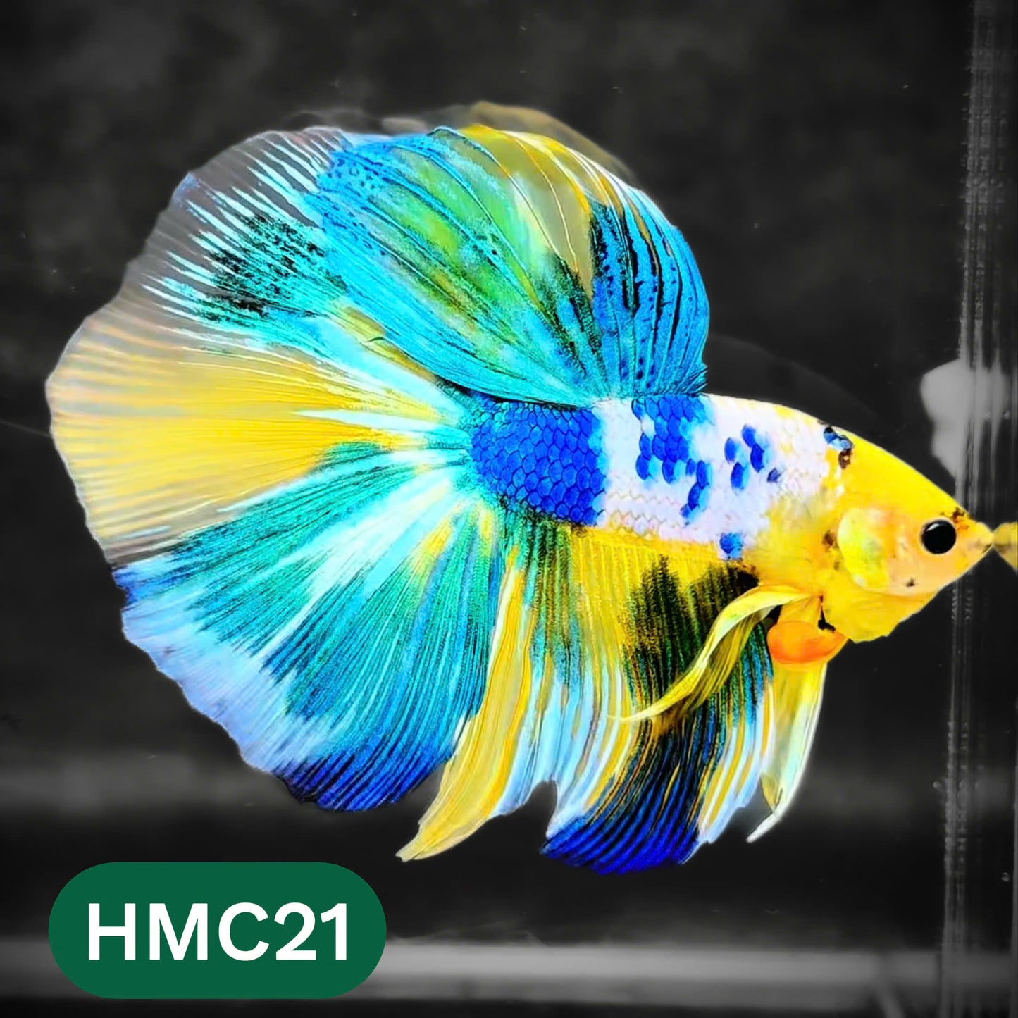Multicolor Halfmoon Male Betta Fish | High Grade | Order Directly From Farm |  You Pick Fish |