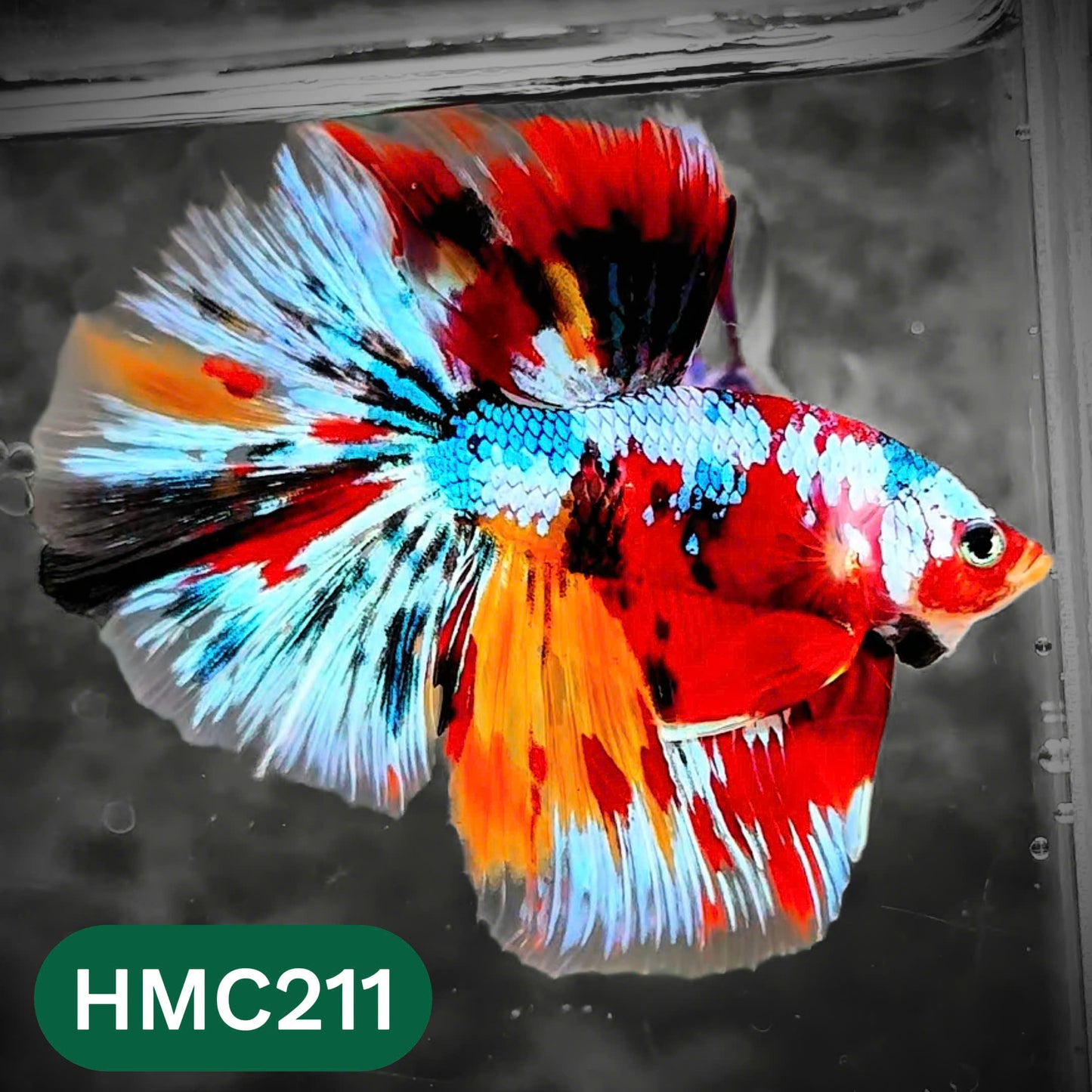 Multicolor Halfmoon Male Betta Fish | Order Directly From Farm | You Pick Fish