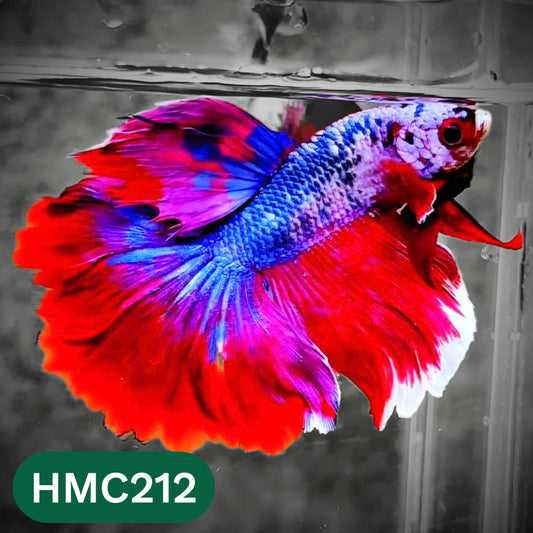 Multicolor Halfmoon Male Betta Fish | Order Directly From Farm | You Pick Fish