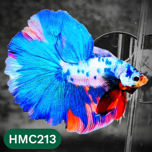 Multicolor Halfmoon Male Betta Fish | Order Directly From Farm | You Pick Fish