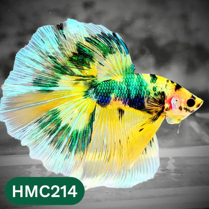 Multicolor Halfmoon Male Betta Fish | Order Directly From Farm | You Pick Fish