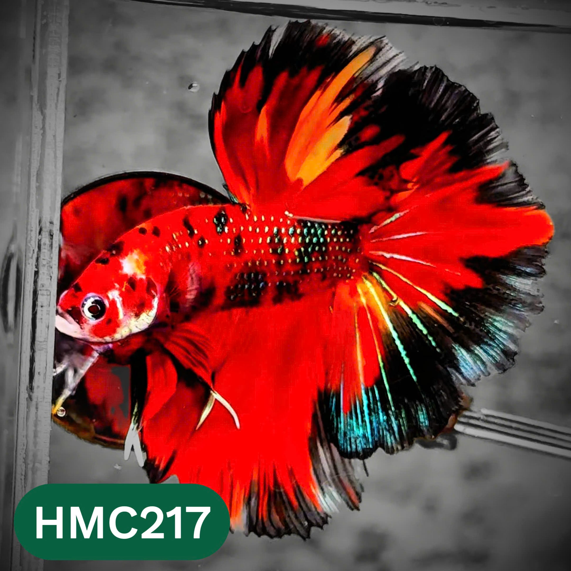 Multicolor Halfmoon Male Betta Fish | Order Directly From Farm | You Pick Fish