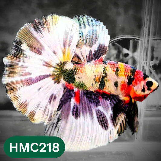 Multicolor Halfmoon Male Betta Fish | Order Directly From Farm | You Pick Fish