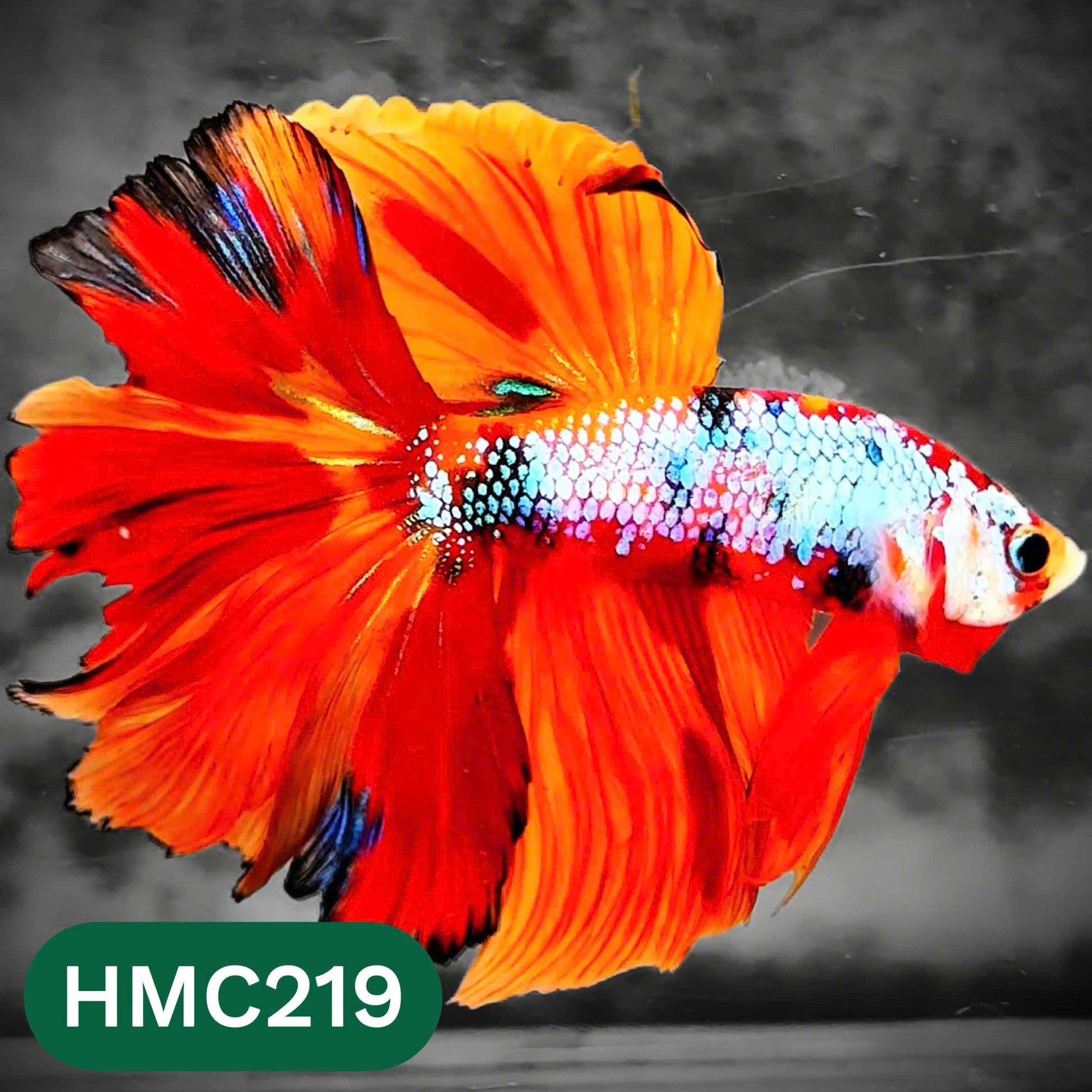 Multicolor Halfmoon Male Betta Fish | Order Directly From Farm | You Pick Fish