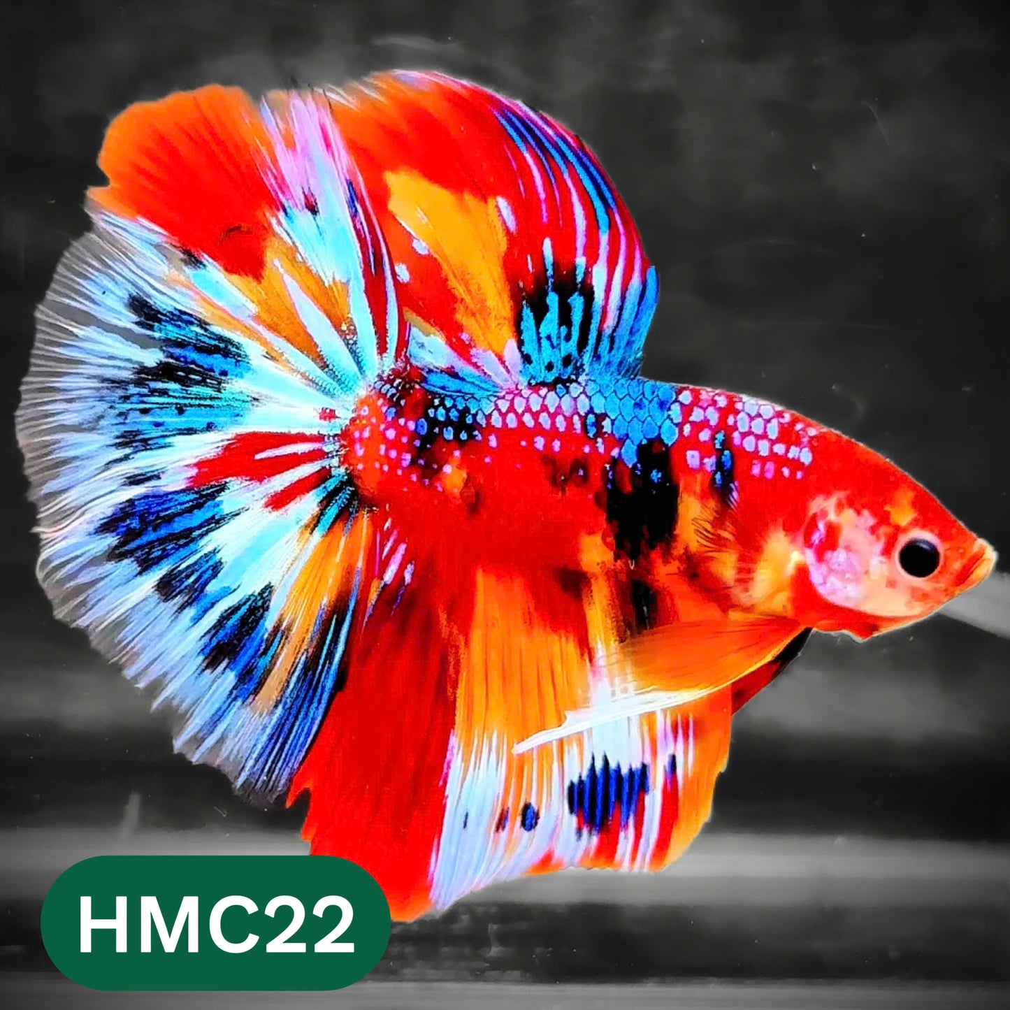 Multicolor Halfmoon Male Betta Fish | High Grade | Order Directly From Farm |  You Pick Fish |