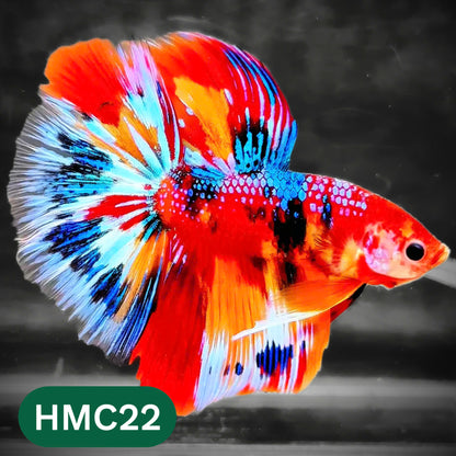 Multicolor Halfmoon Male Betta Fish | High Grade | Order Directly From Farm |  You Pick Fish |