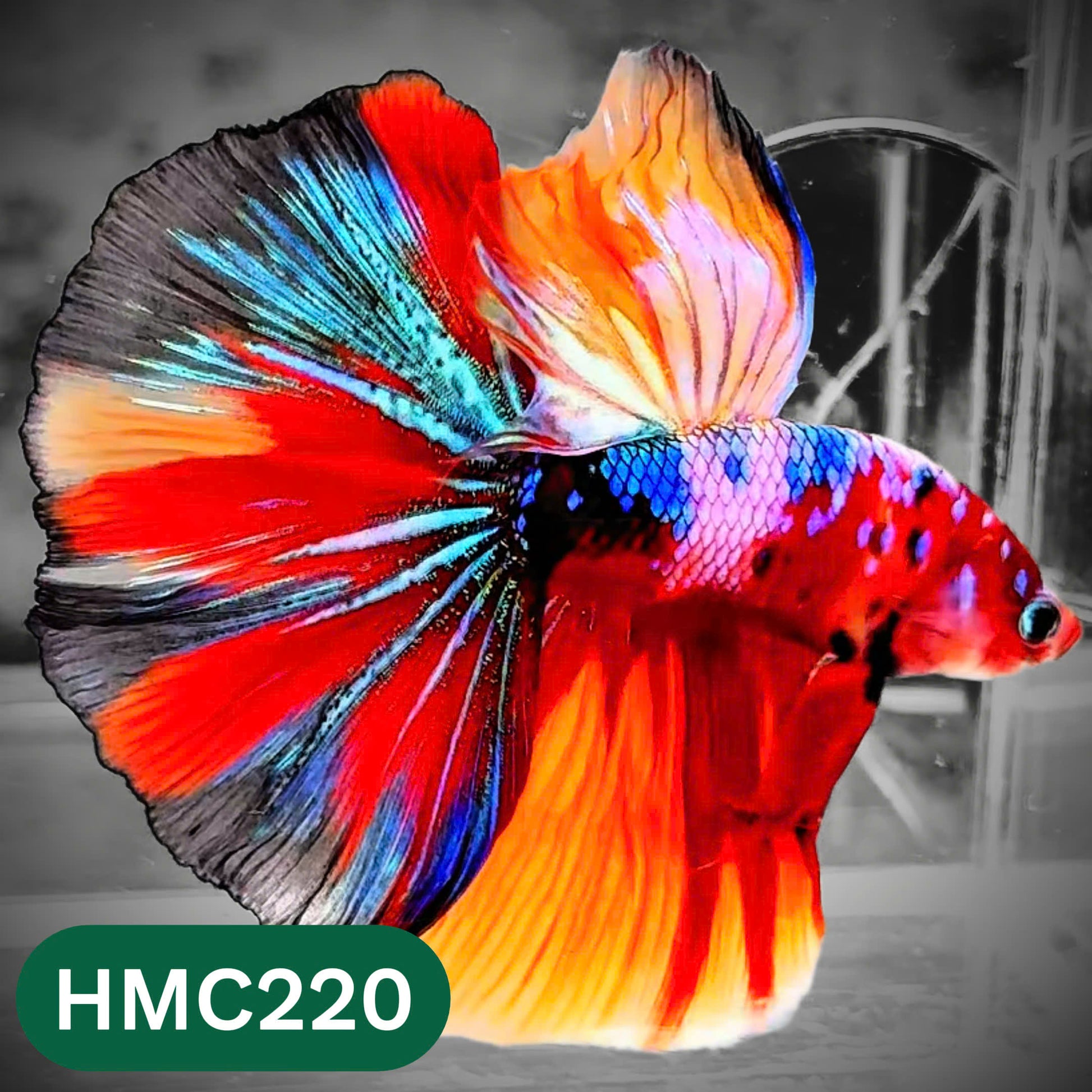 Multicolor Halfmoon Male Betta Fish | Order Directly From Farm | You Pick Fish