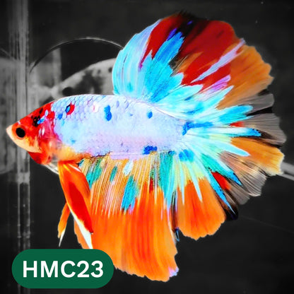 Multicolor Halfmoon Male Betta Fish | High Grade | Order Directly From Farm |  You Pick Fish |