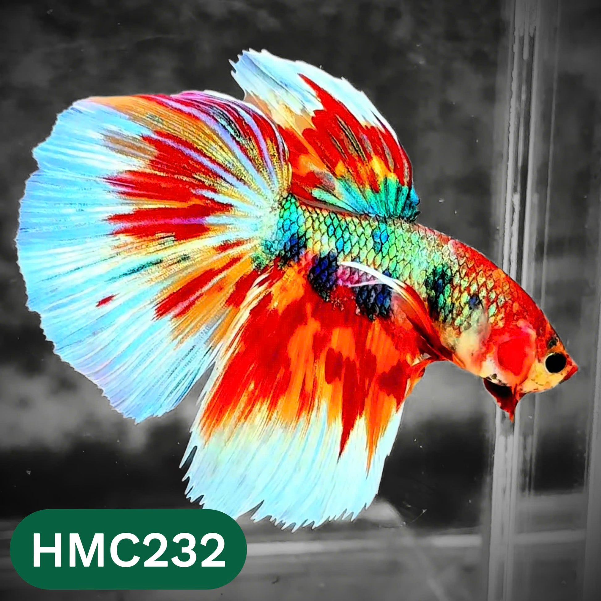 Multicolor Halfmoon Male Betta Fish | Order Directly From Farm | You Pick Fish
