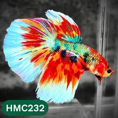 Multicolor Halfmoon Male Betta Fish | Order Directly From Farm | You Pick Fish