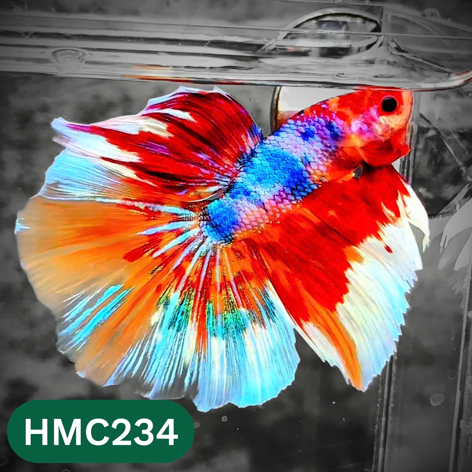 Multicolor Halfmoon Male Betta Fish | Order Directly From Farm | You Pick Fish