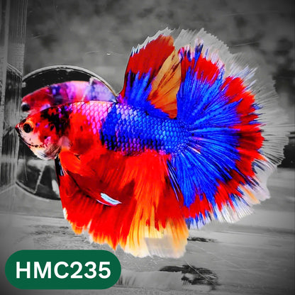 Multicolor Halfmoon Male Betta Fish | Order Directly From Farm | You Pick Fish