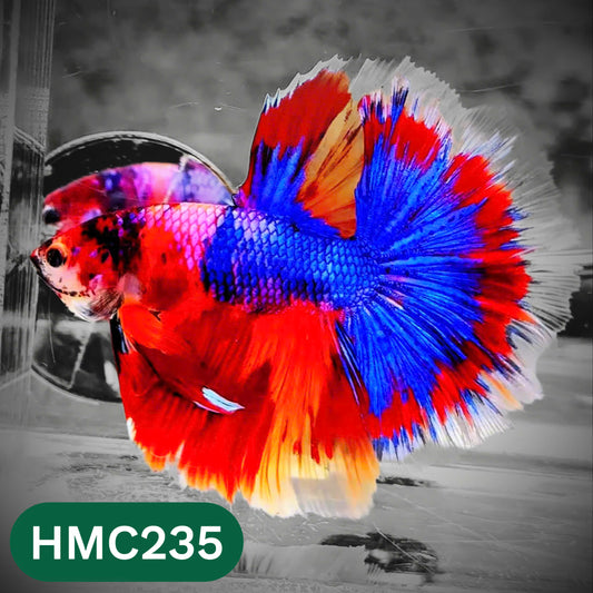 Multicolor Halfmoon Male Betta Fish | Order Directly From Farm | You Pick Fish