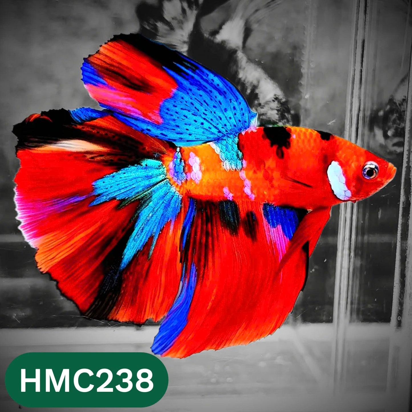 Multicolor Halfmoon Male Betta Fish | Order Directly From Farm | You Pick Fish