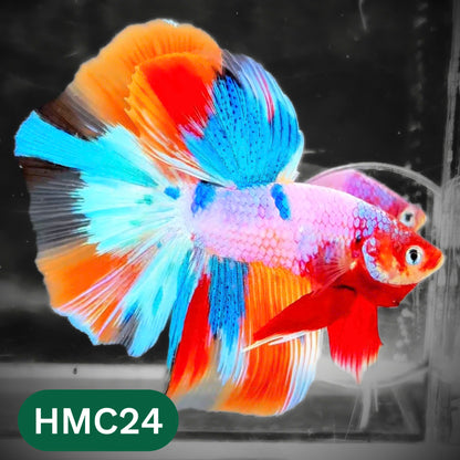 Multicolor Halfmoon Male Betta Fish | High Grade | Order Directly From Farm |  You Pick Fish |