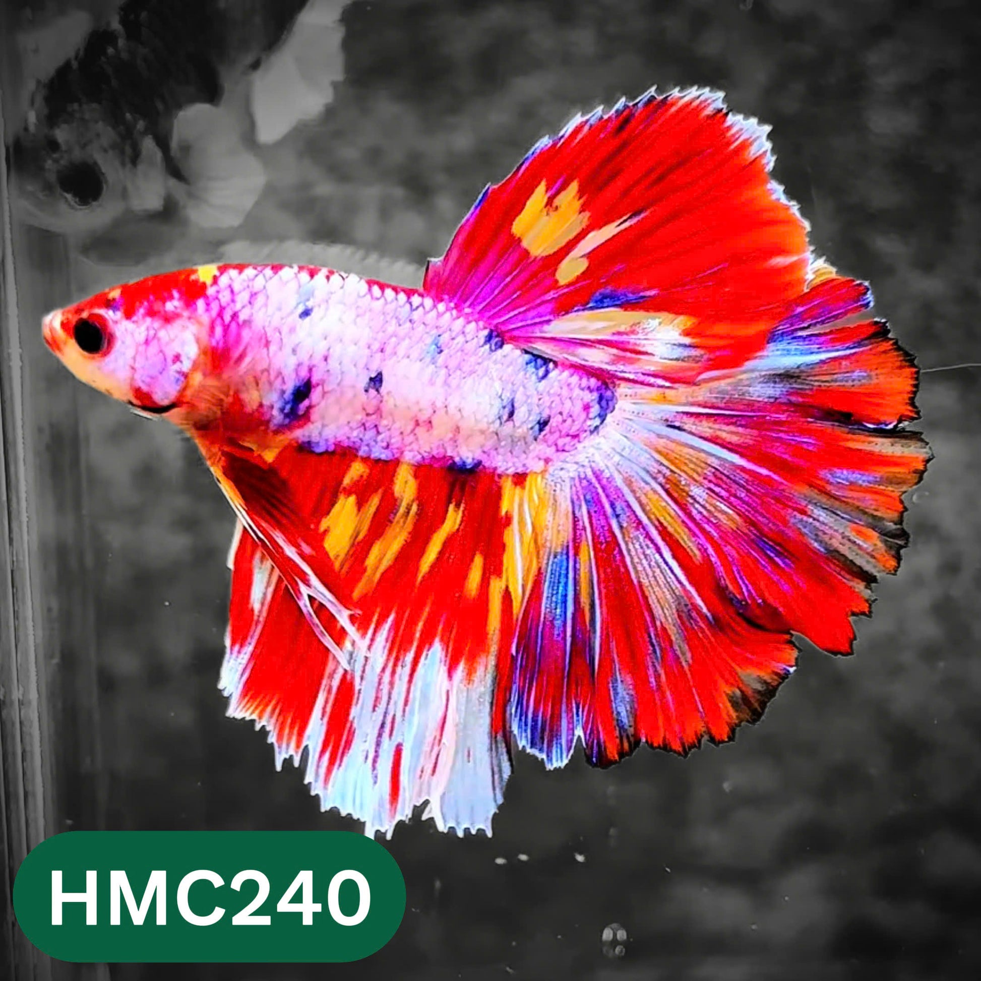 Multicolor Halfmoon Male Betta Fish | Order Directly From Farm | You Pick Fish
