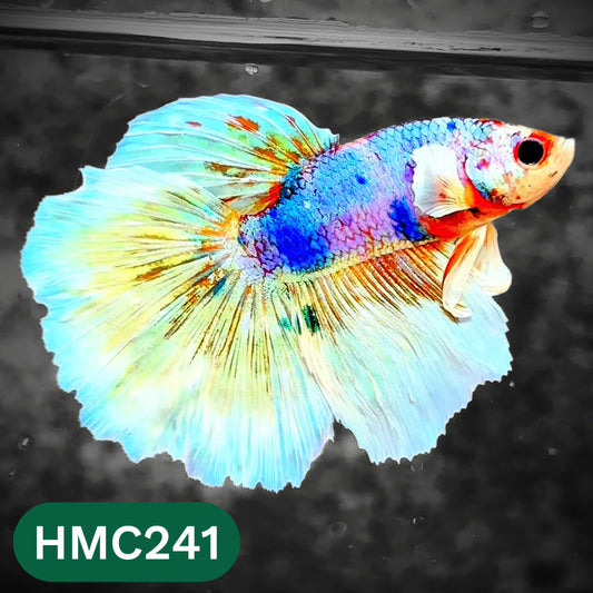 Multicolor Halfmoon Male Betta Fish | Order Directly From Farm | You Pick Fish