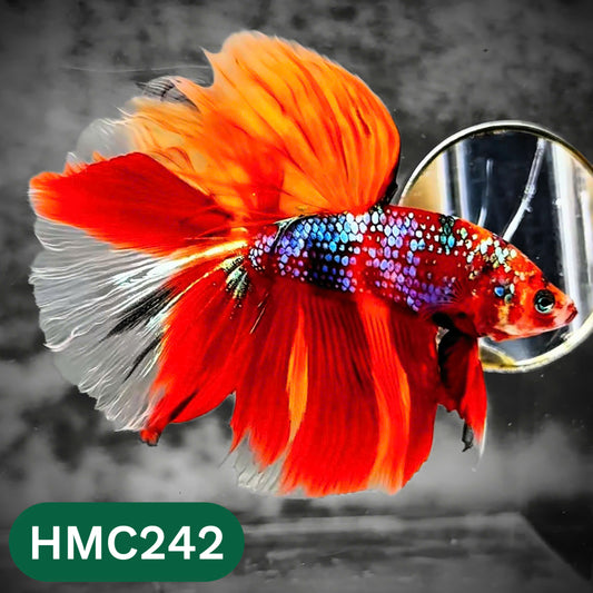 Multicolor Halfmoon Male Betta Fish | Order Directly From Farm | You Pick Fish