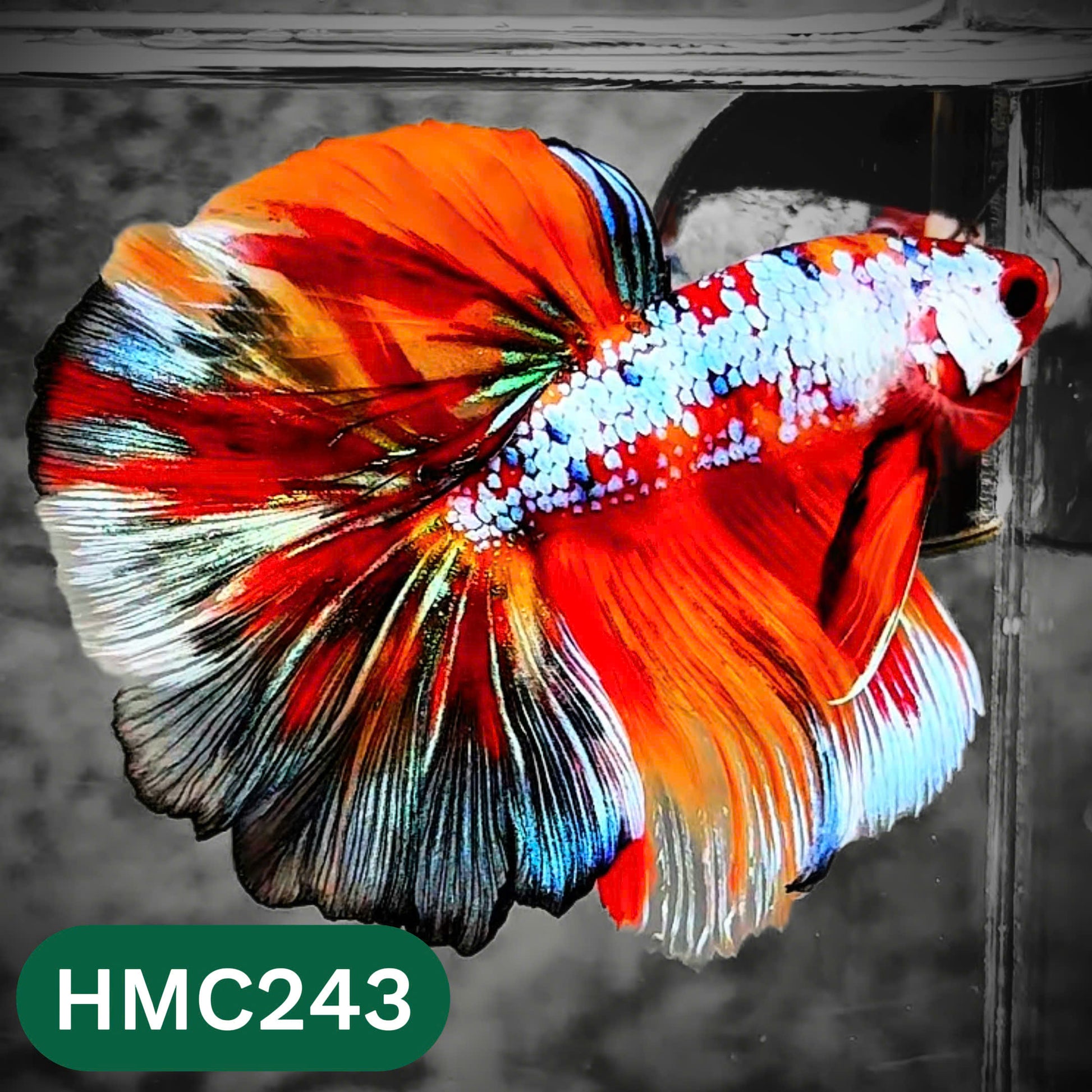 Multicolor Halfmoon Male Betta Fish | Order Directly From Farm | You Pick Fish