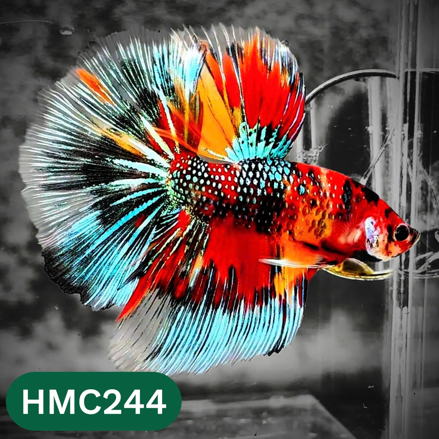 Multicolor Halfmoon Male Betta Fish | Order Directly From Farm | You Pick Fish