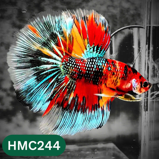 Multicolor Halfmoon Male Betta Fish | Order Directly From Farm | You Pick Fish
