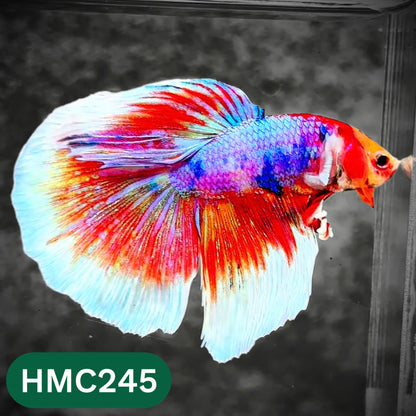 Multicolor Halfmoon Male Betta Fish | Order Directly From Farm | You Pick Fish