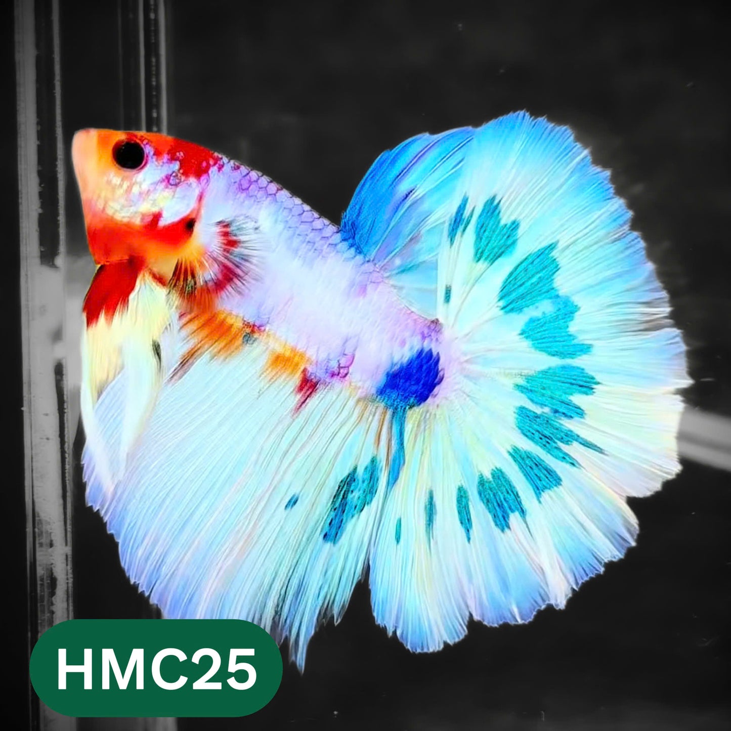 Multicolor Halfmoon Male Betta Fish | High Grade | Order Directly From Farm |  You Pick Fish |