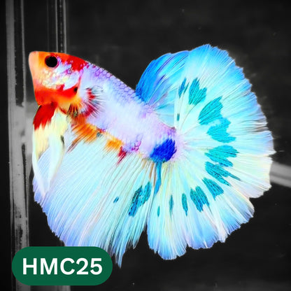 Multicolor Halfmoon Male Betta Fish | High Grade | Order Directly From Farm |  You Pick Fish |
