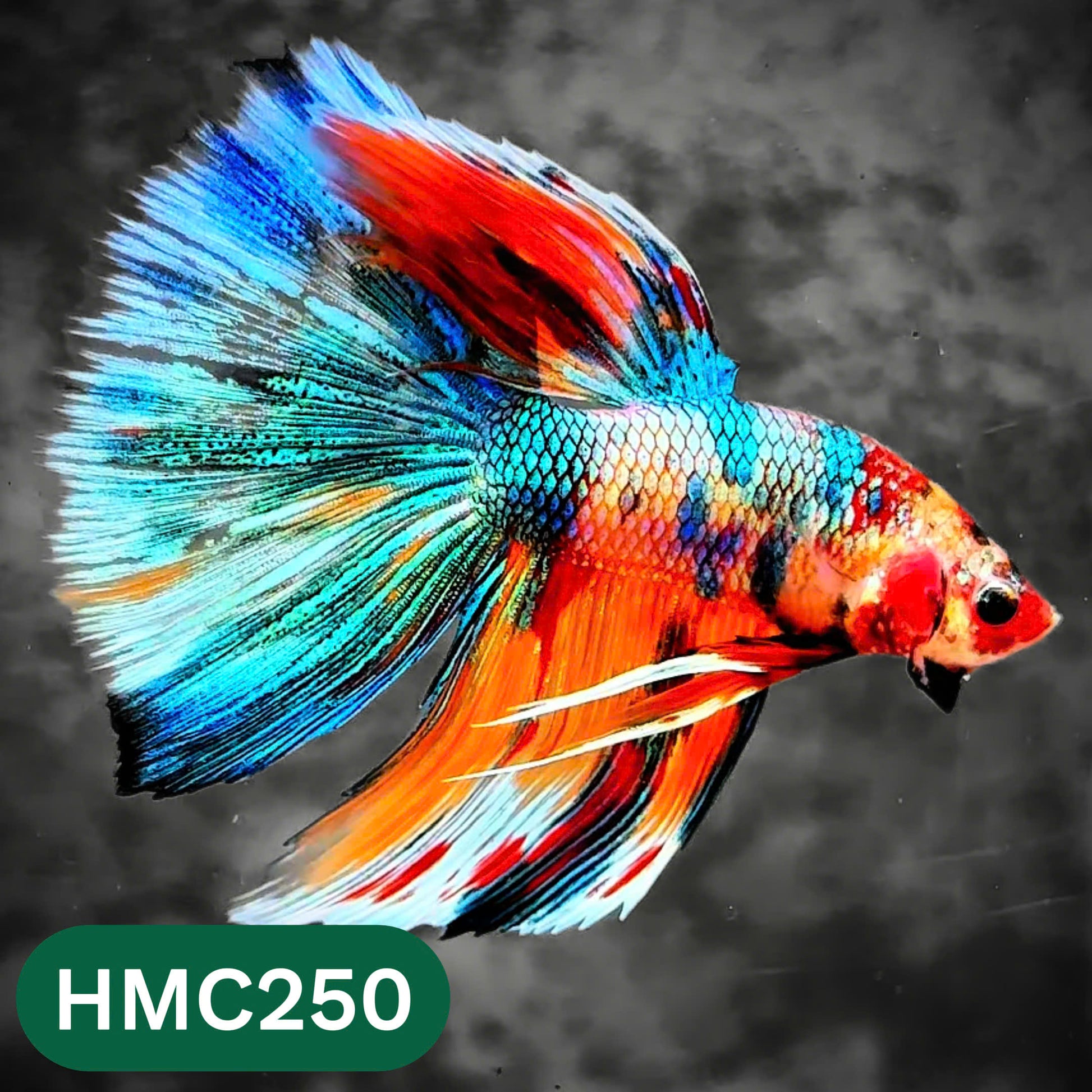 Multicolor Halfmoon Male Betta Fish | Order Directly From Farm | You Pick Fish